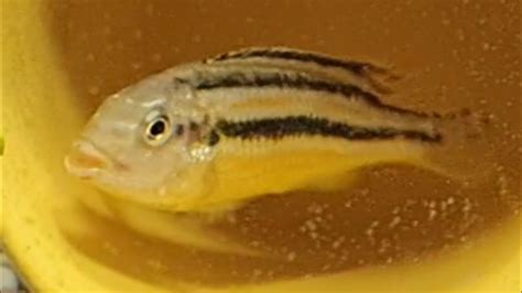 Auratus cichlid (golden mbuna, malawi golden) care .